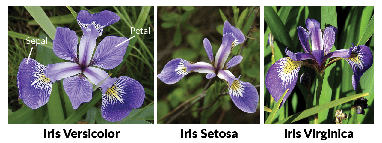 3 species of IRIS flowers