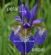 IRIS flower - petal and sepal measurements